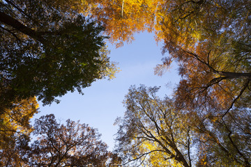 Herbstlandschaft im Rombergpark, Dortmund, Ruhrgebiet, Nordrhein-Westfalen, Deutschland, Europa