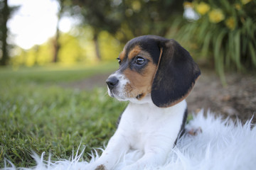 Adorable Baby Beagle Puppy Playing Outside on a Furry White Rug