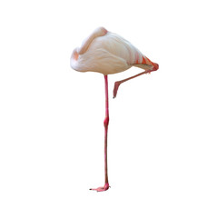 flamingo isolated on white background ,Beautiful bird 