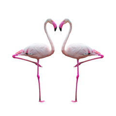 flamingo isolated on white background ,Beautiful bird 