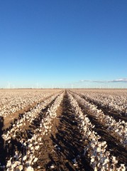 Fototapeta premium Rows of Cotton and Wind Turbines