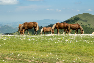 Wild horses