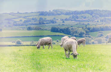 Sheep Grazing on Fresh Green Pastures in Wales, UK