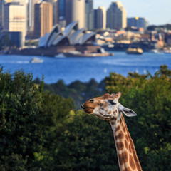 Giraffe in front of sydney opera house