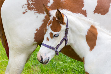 Newborn foal white brown with horse