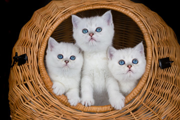 Three white kittens in reed basket © benschonewille