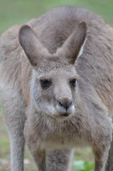 オオカンガルー