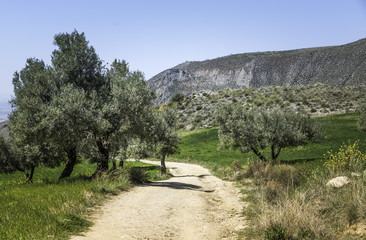 Fototapeta na wymiar mountains landscape in andalusia spain