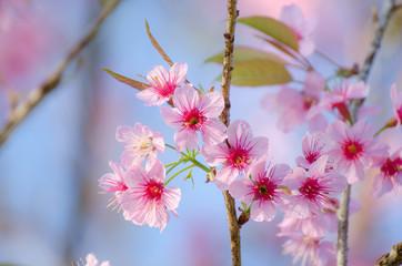 Obraz premium Cherry Blossom at Chiang Mai,Thailand