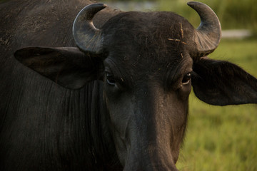 Naklejka premium buffalo
