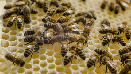 bees work on honeycombs. Bees on honeycomb processed fresh nectar into honey. Apiculture