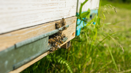 Obraz na płótnie Canvas Bees flying to the landing boards and enter the hive, bee flying to hive. Bees defending. Hives in the apiary. bees ready for honey. spring season
