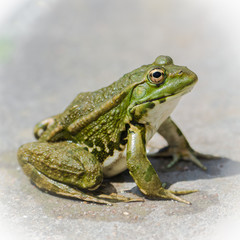 Green frog sitting, isolated