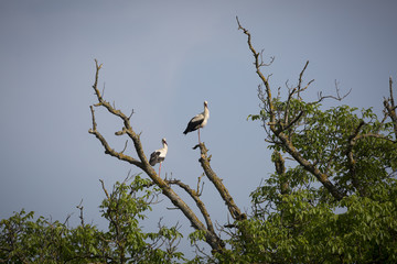 Storks on a tree