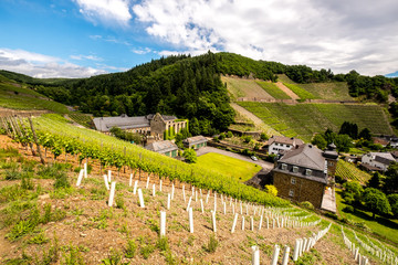 Weinberge in der Eifel bei Ahrweiler, Kloster Marienthal,