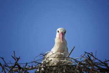 Stork. Eye contact with a stork