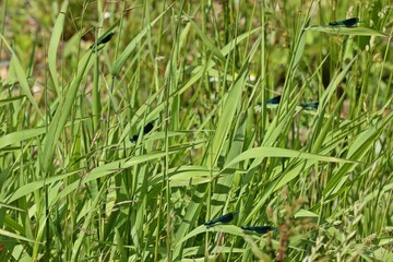 Ruhende männliche Gebänderte Prachtlibellen (Calopteryx splendens) am Fuldaufer