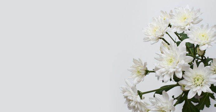 Chrysanthemen (Chrysanthemum) Hintergrund