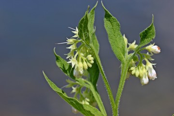 Symphytum officinale ssp. bohemicum, Wei&szlig;gelber Beinwell