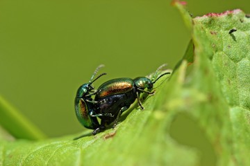 Grüne Sauerampferkäfer (Gastrophysa viridula) bei der Paarung