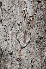 Wooden wall or floor. Old wooden background. Tree bark texture macro