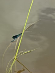 Männliche Gebänderte Prachtlibelle (Calopteryx splendens) auf Halm am Fuldaufer
