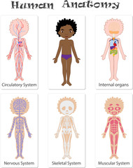 Human anatomy for kids