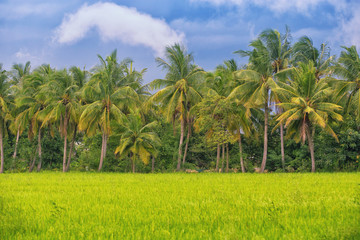 Paddy fields with coconut trees and blue sky in Thailand