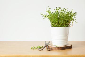 fresh thyme herb in white pot
