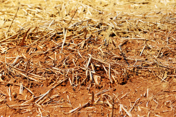 The wall texture of an adobe house made from barley straw and two kinds of clay.