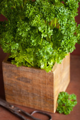 fresh parsley herb in wooden pot