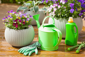 beautiful pansy summer flowers in garden, watering can, tools