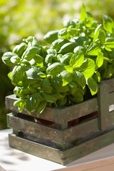 fresh basil herbs in rustic container in garden