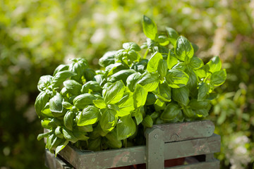 fresh basil herbs in rustic container in garden