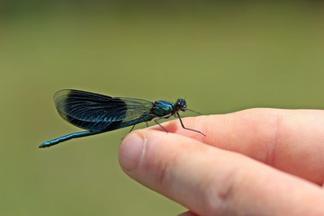 Männliche Gebänderte Prachtlibelle (Calopteryx splendens) auf der Hand