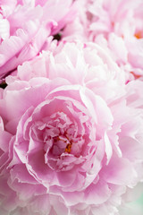 beautiful pink peony flower background
