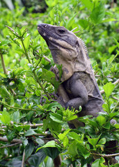 Iguana