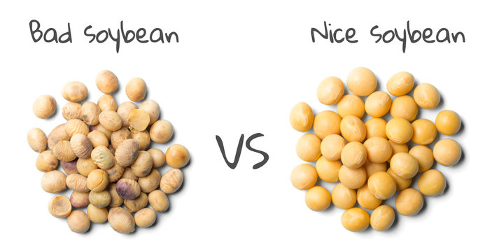 Bad soybeans VS. Nice soybeans, top view