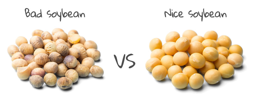 Bad soybeans VS. Nice soybeans