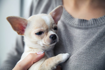 chihuahua puppy in the hands of a girl with a nice manicure. - obrazy, fototapety, plakaty