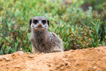 Fototapeta premium Suricate