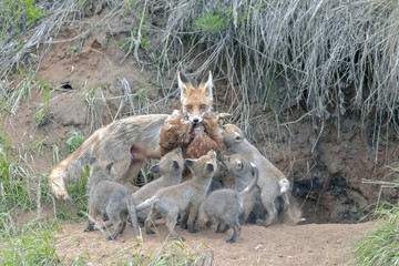 Fox with his brood of cubs