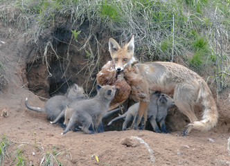 Fox with his brood of cubs
