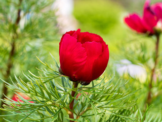 Paeonia tenuifolia, one Bud of a red fine-leaved peony on green background