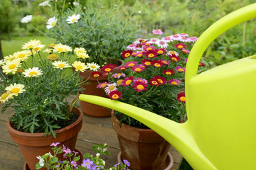 Blumen gießen © Andreas Schulze