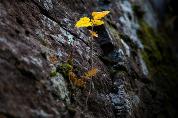 Scandinavian autumn colours - yellow leaf 4