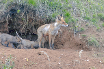 Fox with a brood of cubs