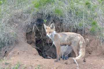 Fox with a brood of cubs