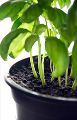 Fresh green basil  herb plant background