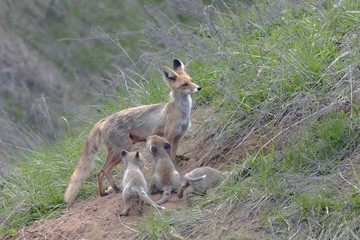 Fox with a brood of cubs